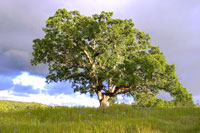 285734_oak_tree