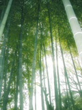 36180_bamboo_grove
